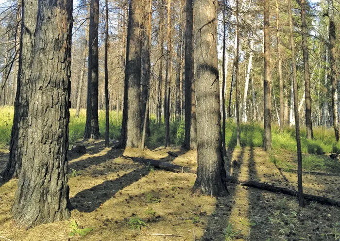 От чего зависит успешность возобновления леса на горельниках. фото